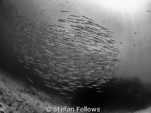 For whom it is reserved ...

Chevron Barracuda - Sphyra... by Stefan Follows 
